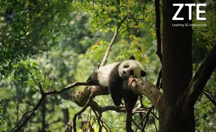 ZTE y China Mobile preservarán los Pandas