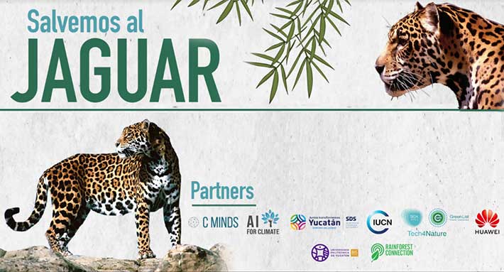 IA permite identificar 5 jaguares en reserva de Dzilam, Yucatán